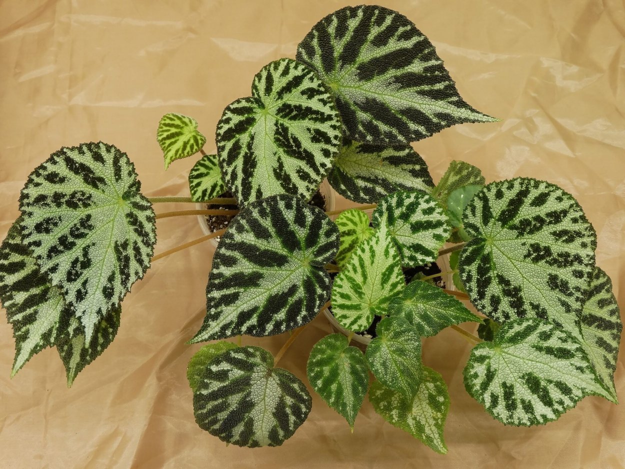 Бегония декоративнолиственная рекс