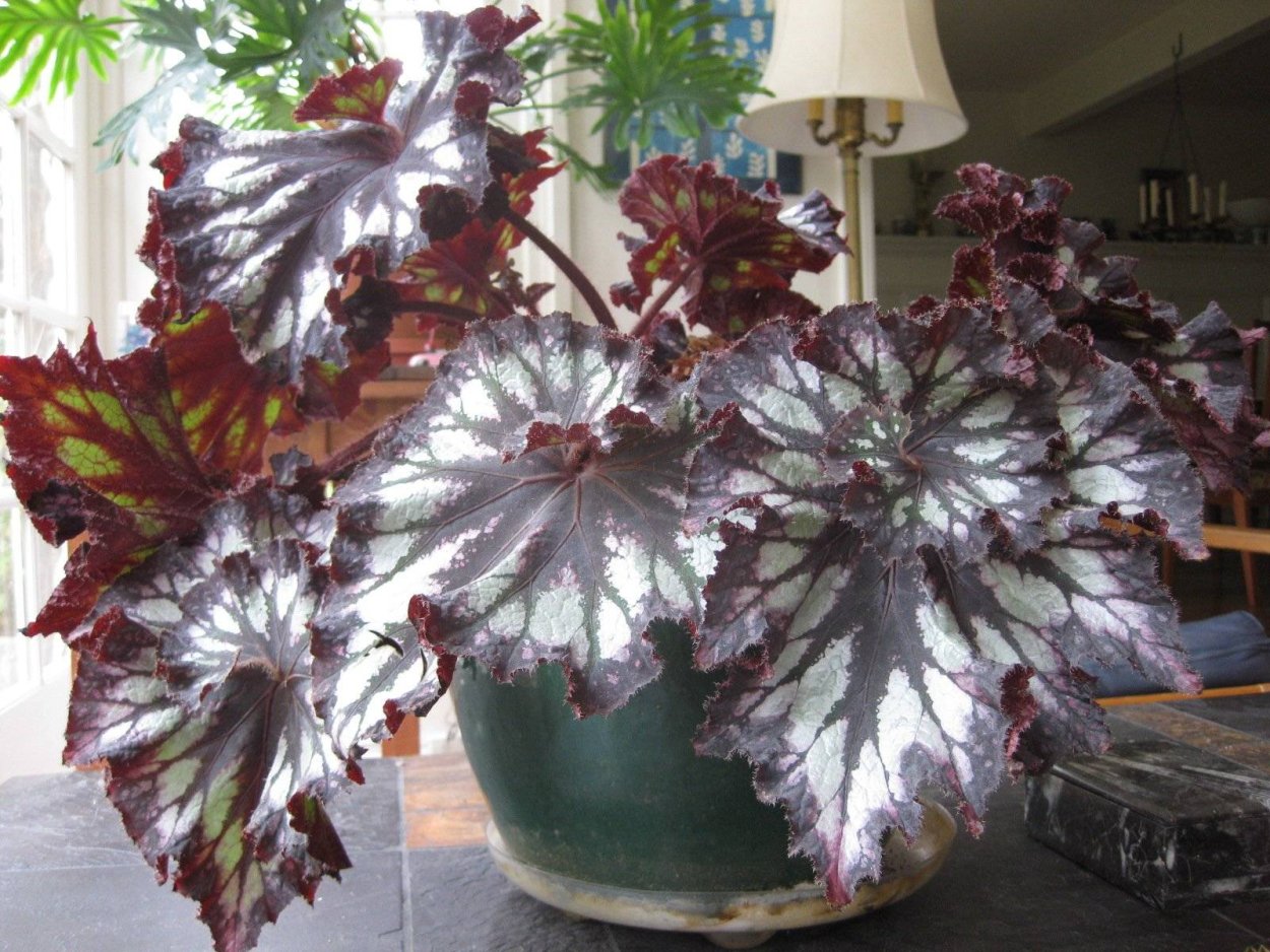 Begonia bd ... Burkillii/бегония