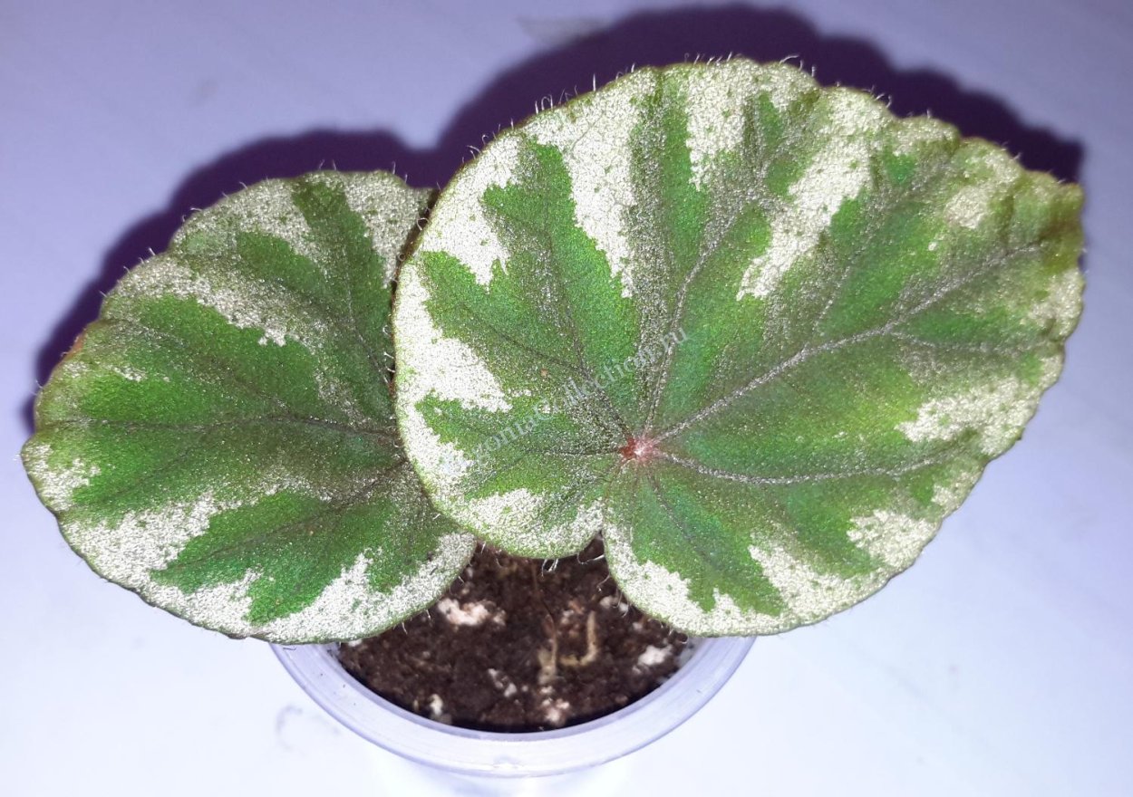 Бегония Mumtaz