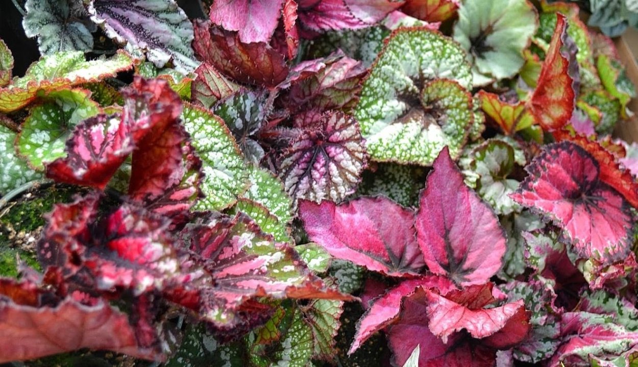 Бегонии укорененные черенки