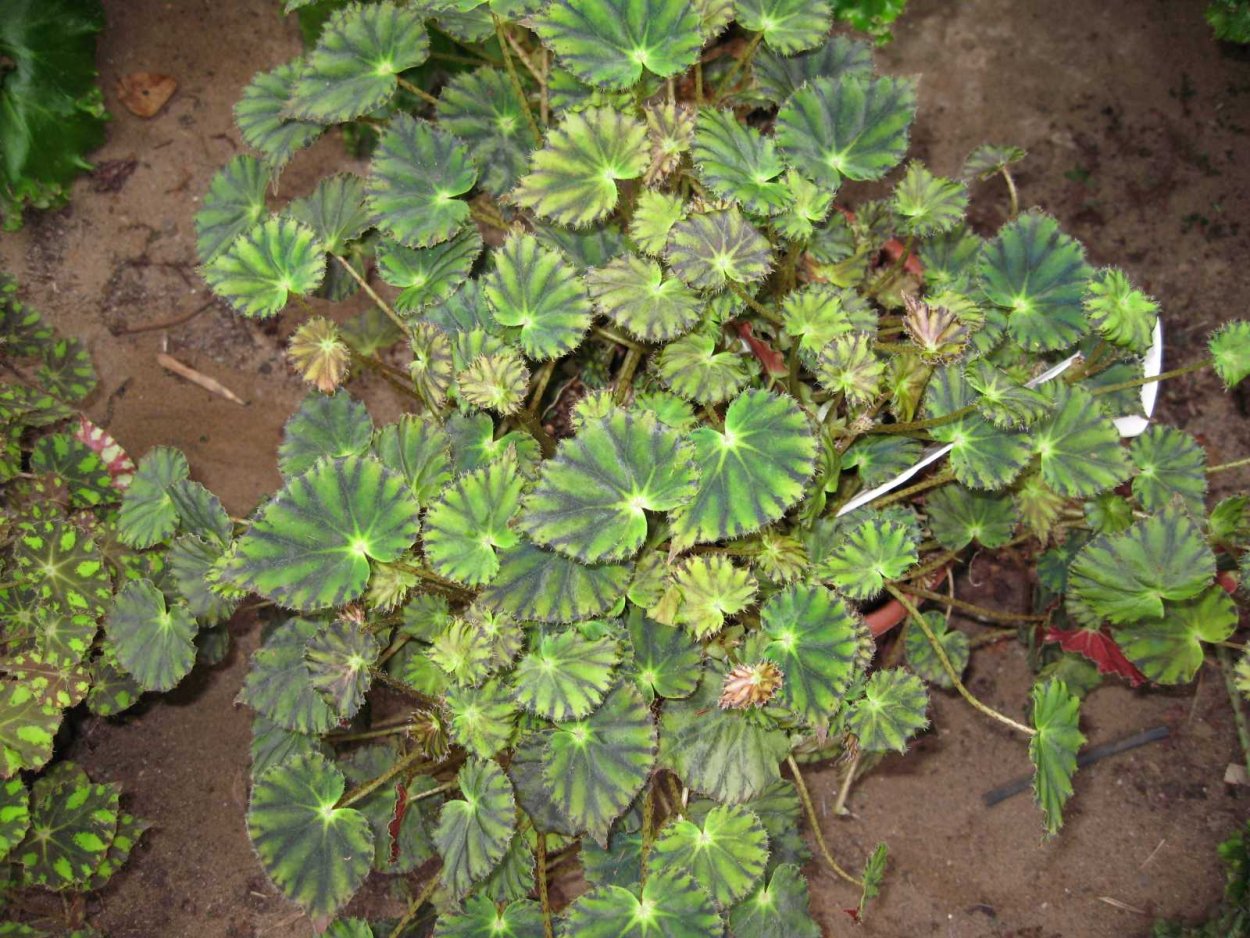 Бегония воротничковая Криспа