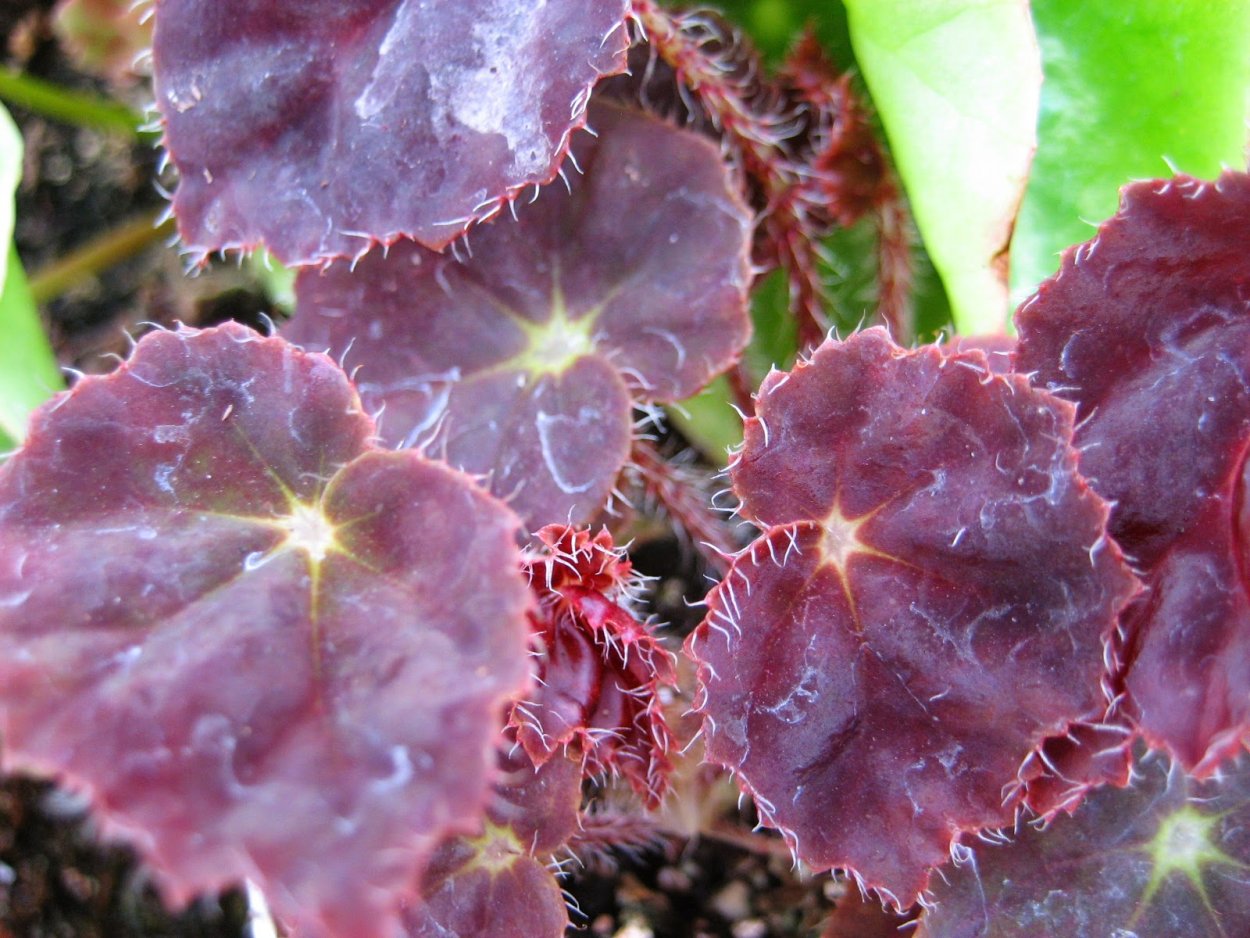 Бегония Texas Star