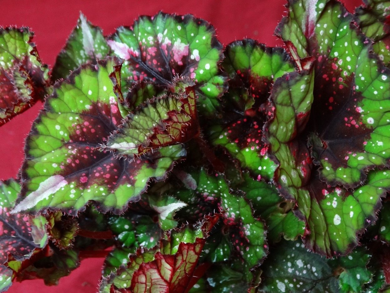 Бегония Halloween treat