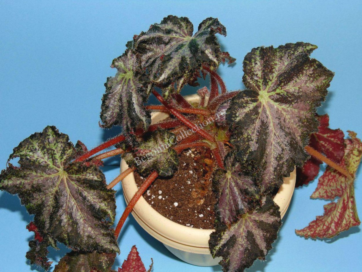 Бегония conipila