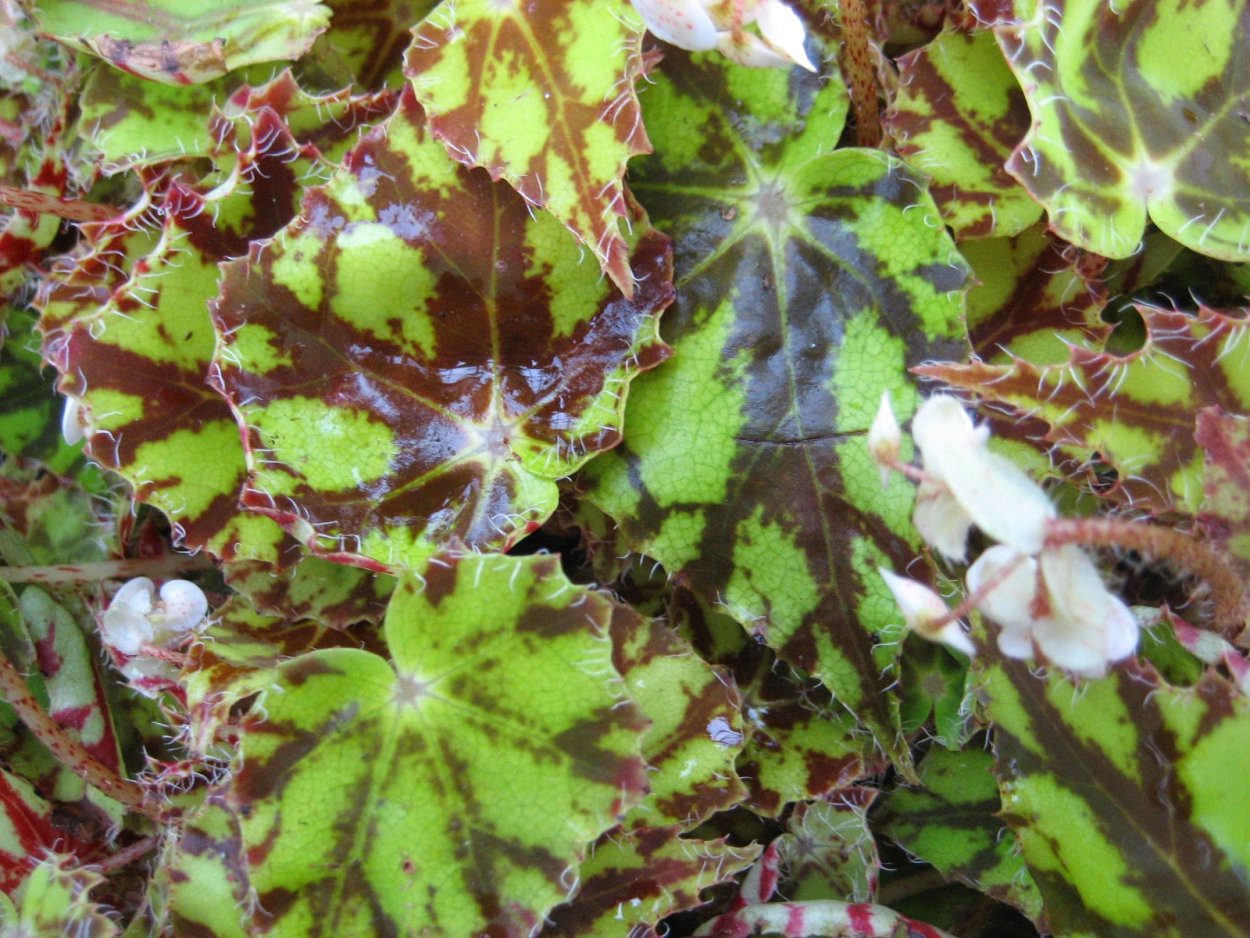 Бегония wollnyi