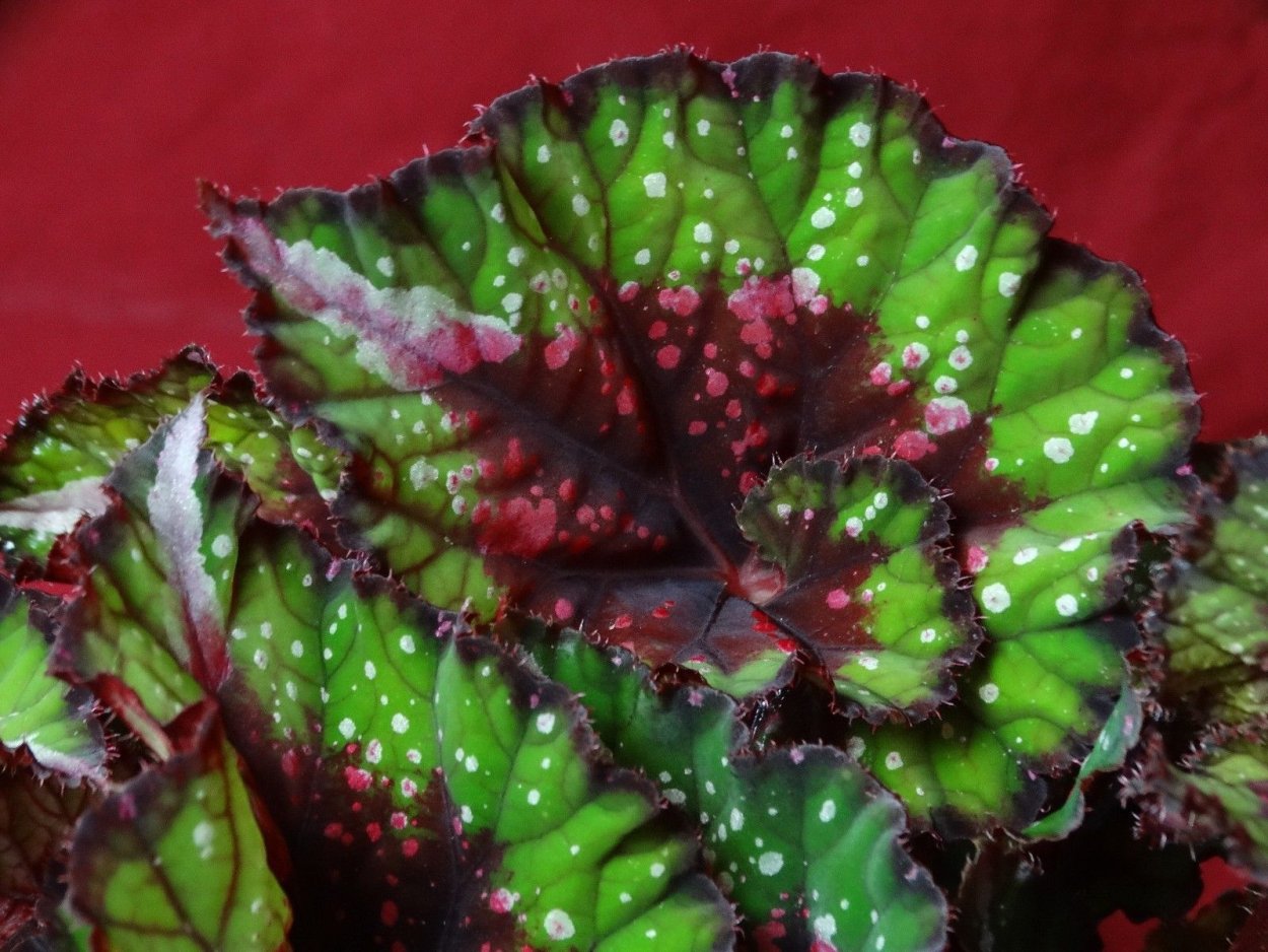 Begonia bowerae тигровая