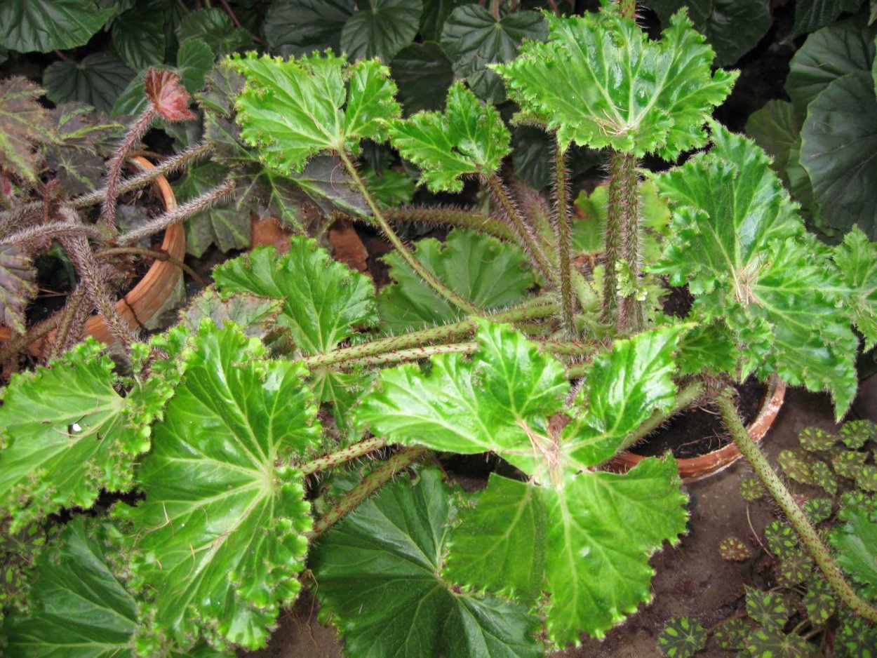 Бегония xanthina