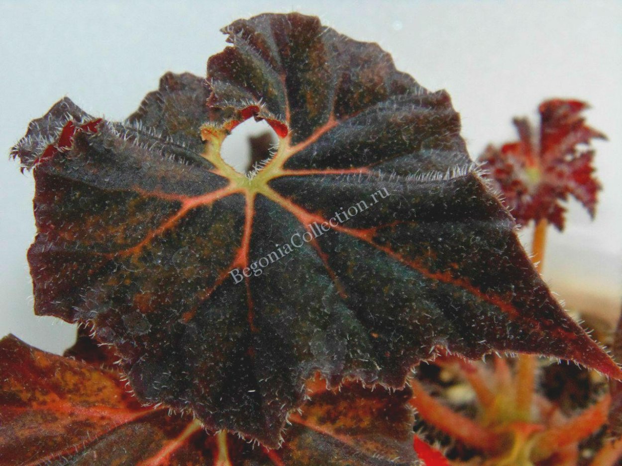 Бегония Королевская рекс сорта