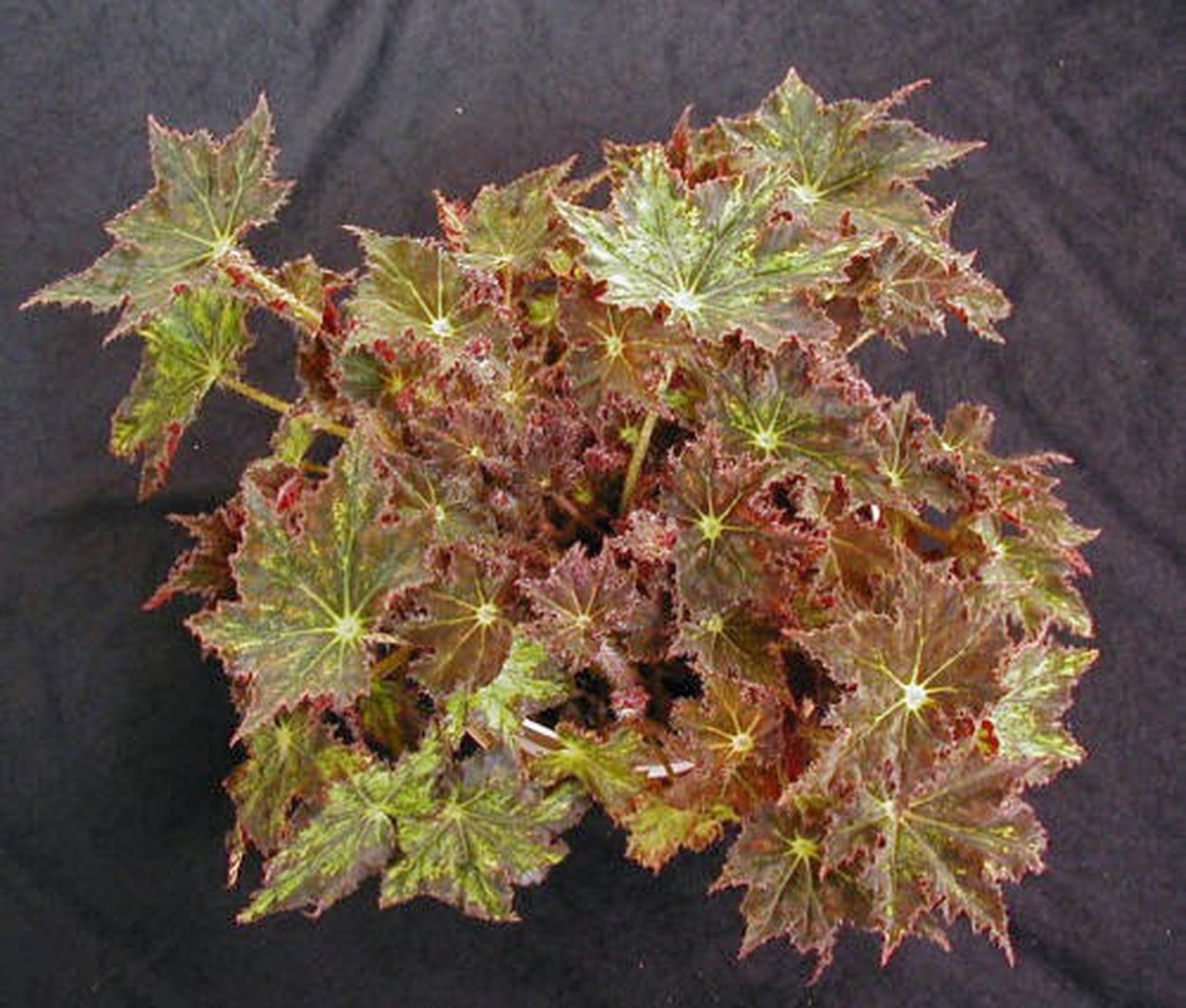 Бегония Оазис