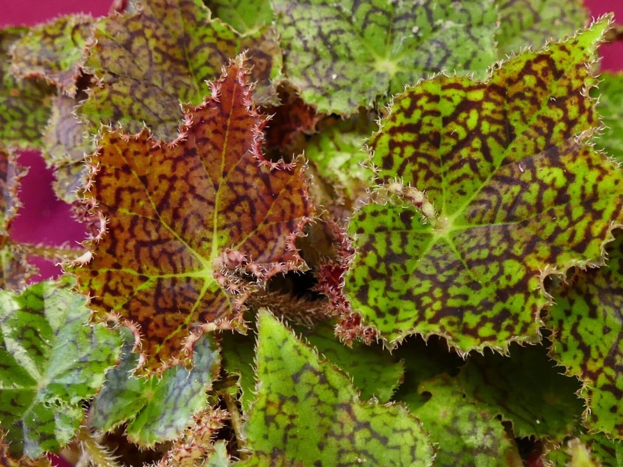 Бегония Midnight Sun