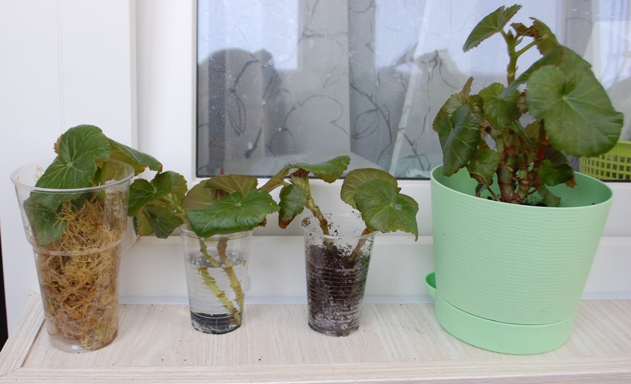 Бегония ningmingensis