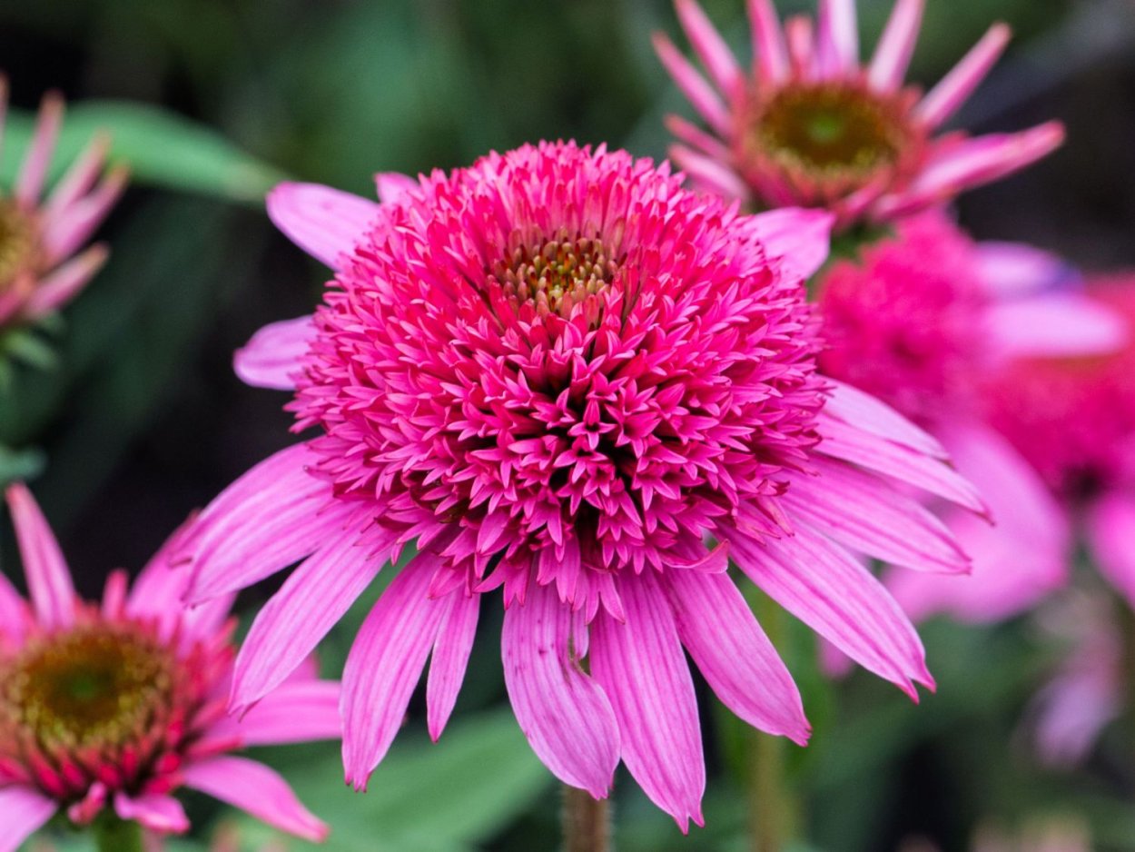 Эхинацея Дабл Делайт