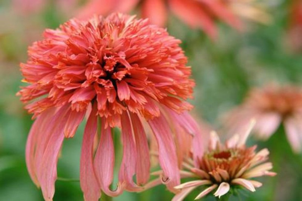 Эхинацея пурпурная махровая