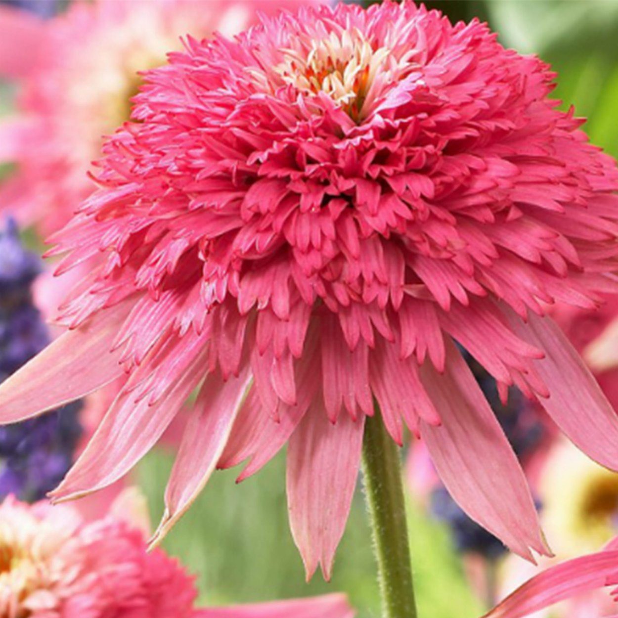 Эхинацея Дабл Делайт