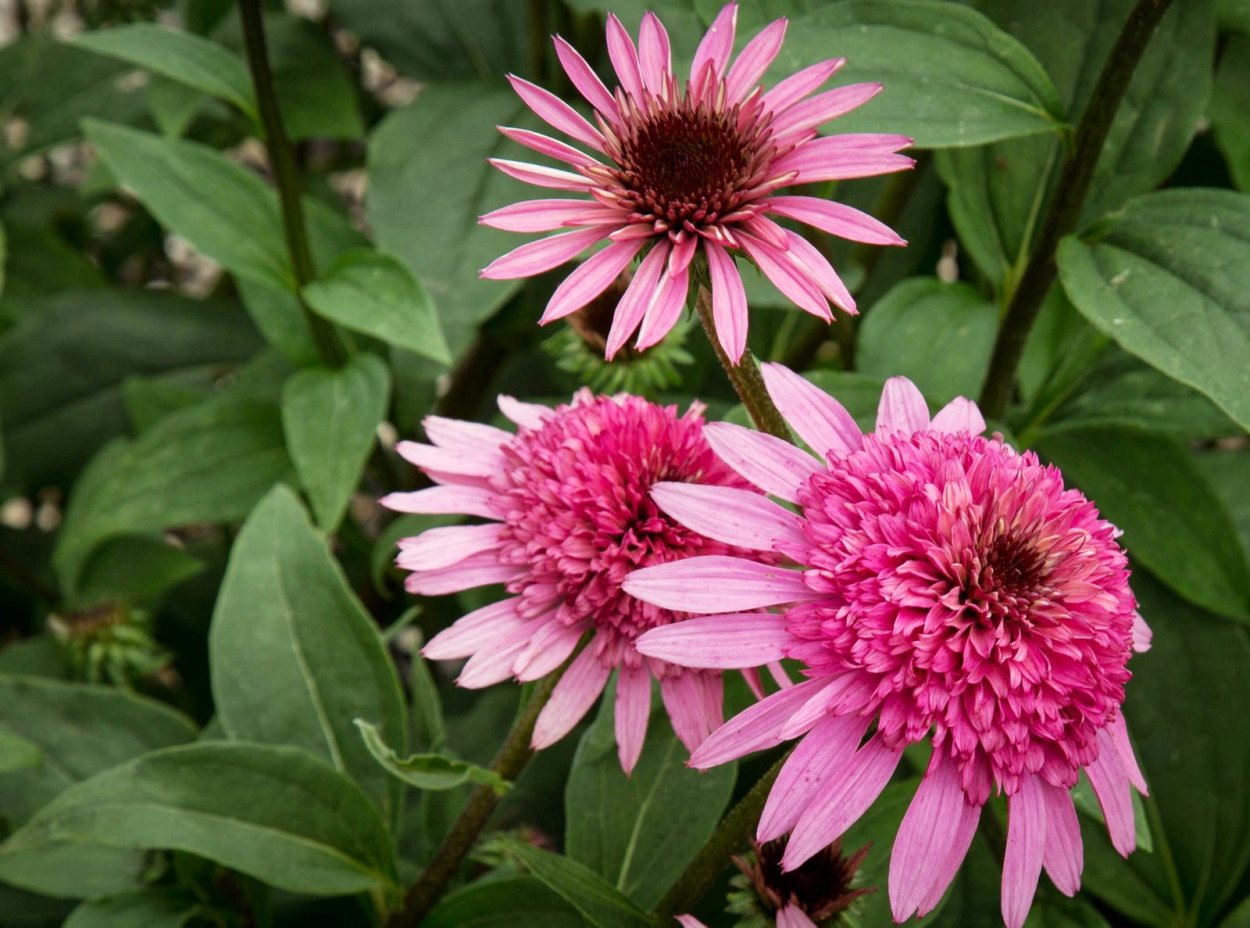 Эхинацея пурпурная Double Decker