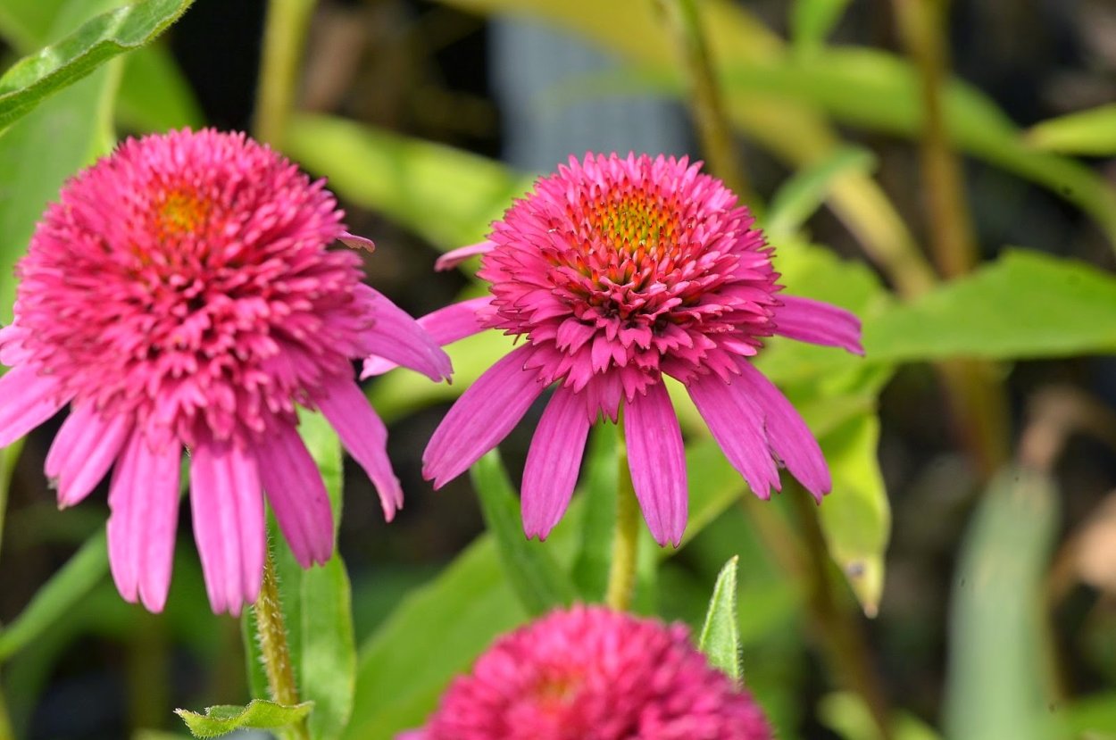 Эхинацея пурпурная гуава айс