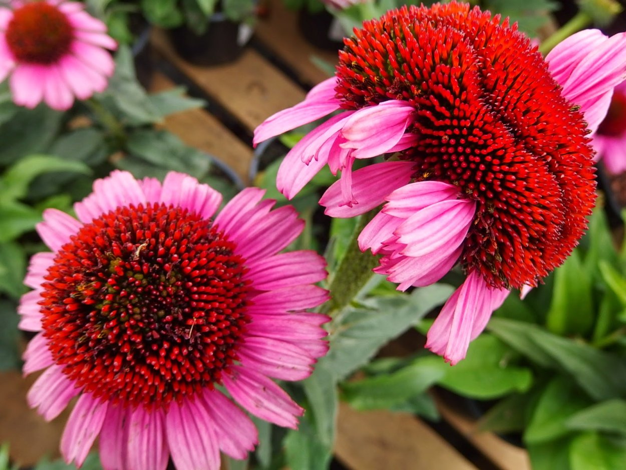 Эхинацея семена семена смесь