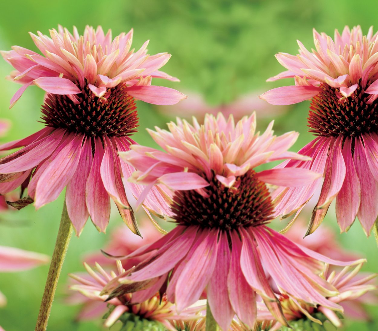 Эхинацея пурпурная Double Decker