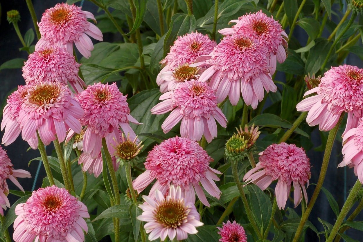 Эхинацея пурпурная махровая