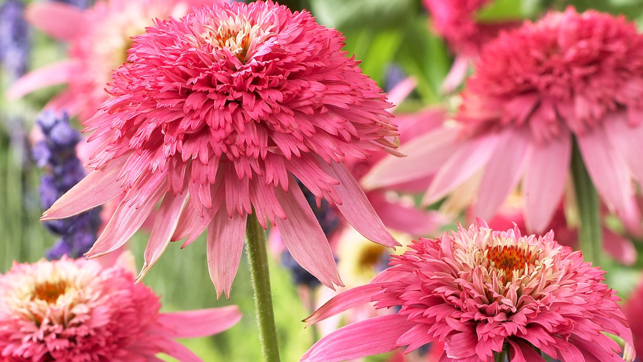 Эхинацея Baja Burgundy