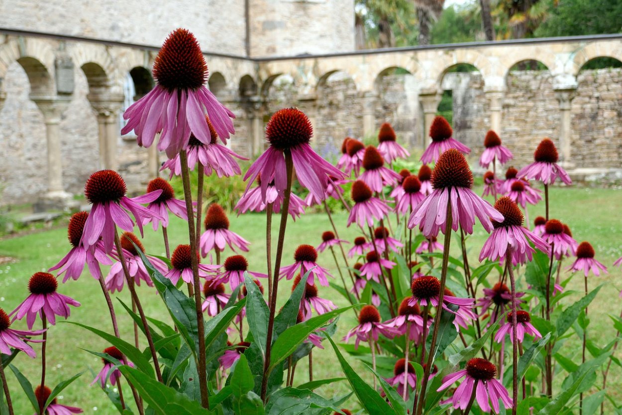 Эхинацея пурпурная даблдекер