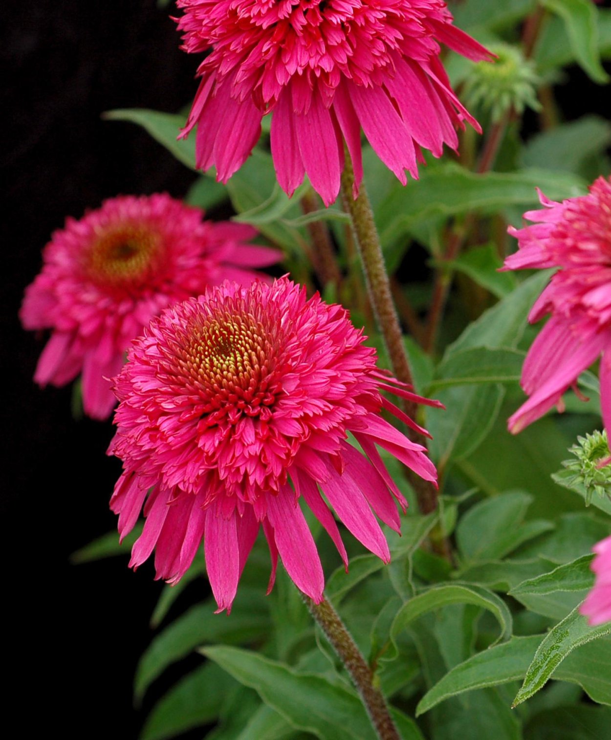 Эхинацея Распберри