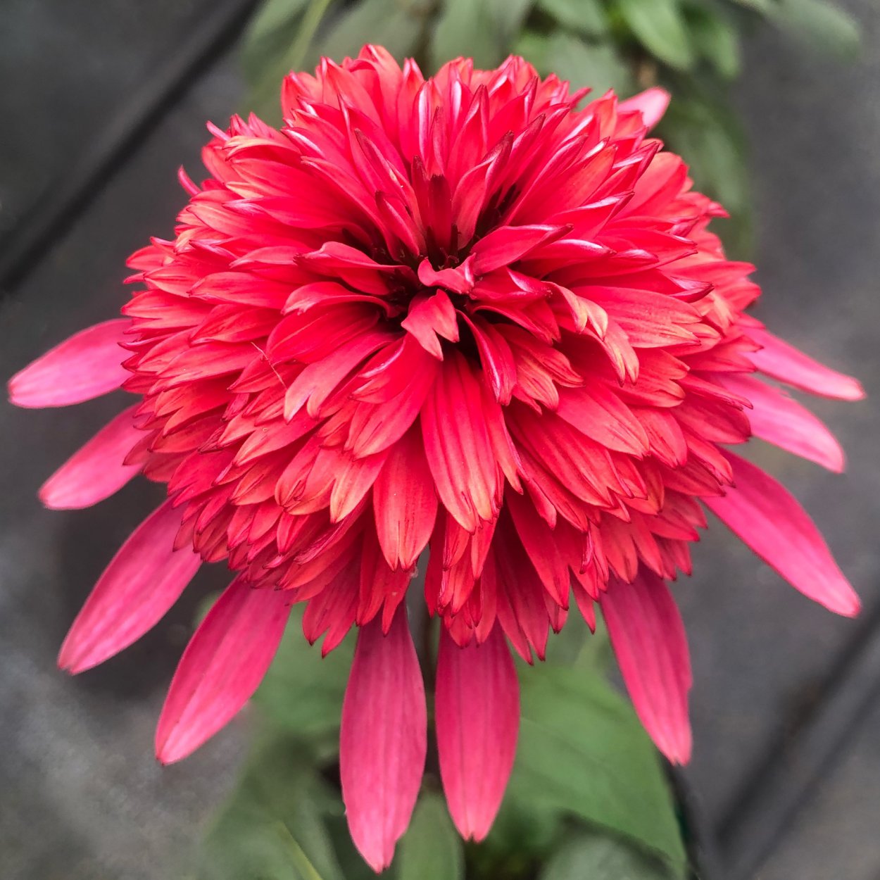 Эхинацея Echinacea Meteor