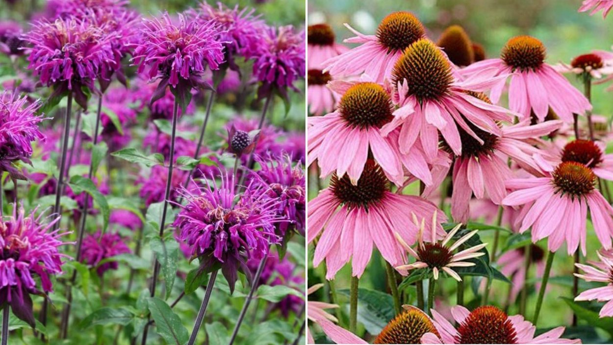 Эхинацея фиолетовая