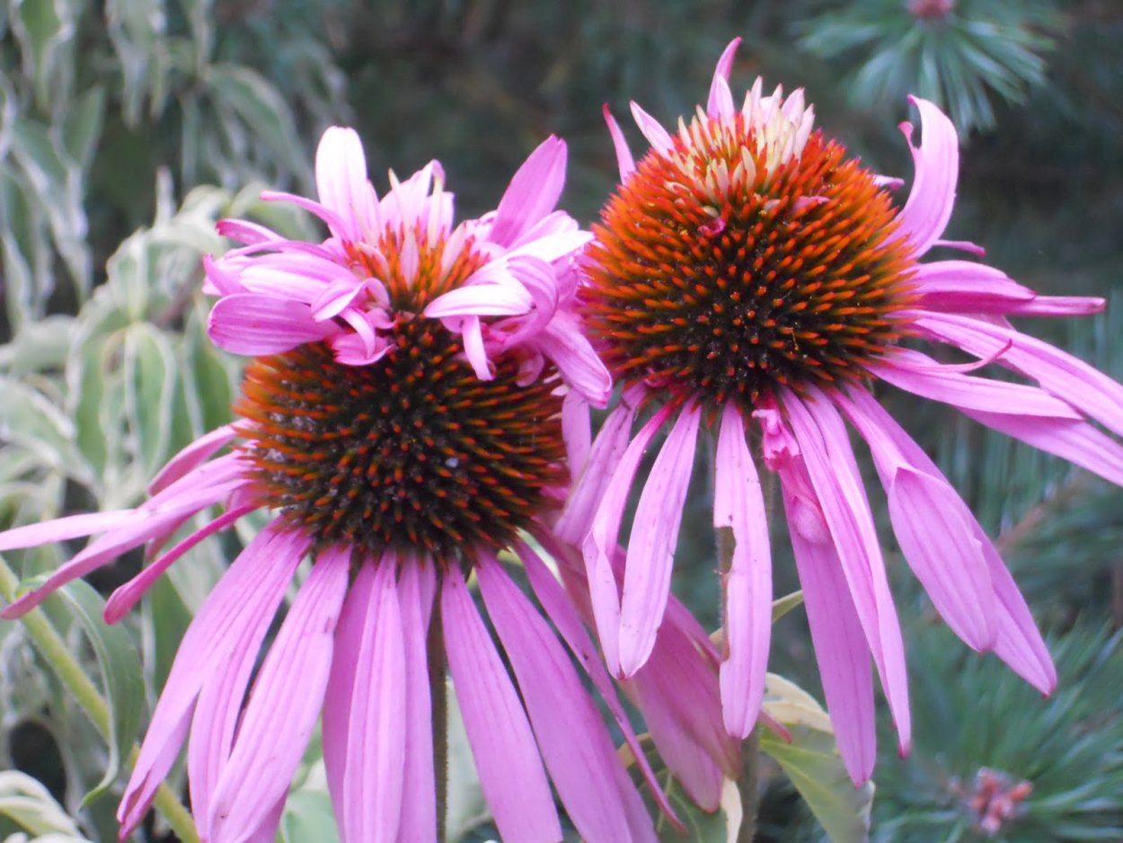 Эхинацея Lemon Drop