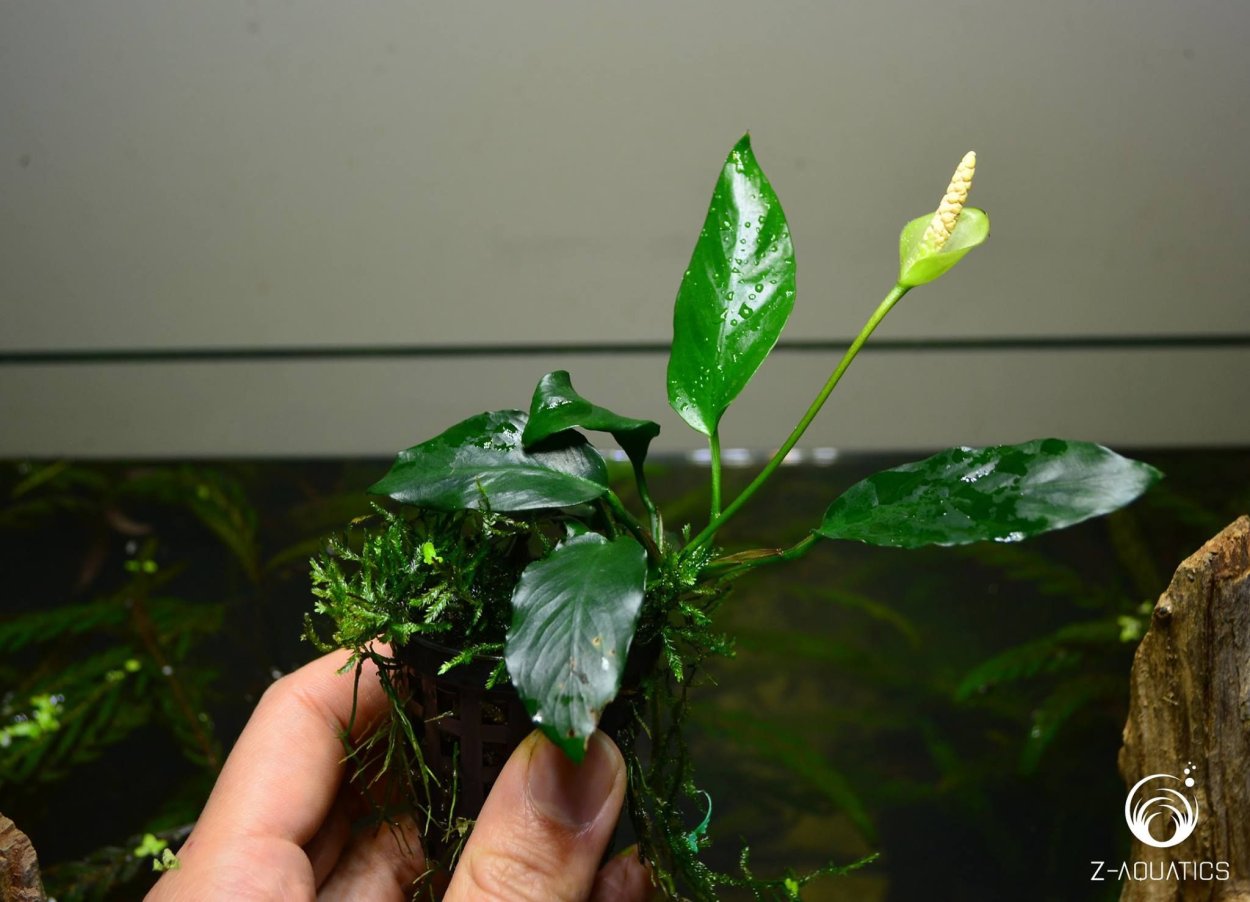 Аквариум с гидропонной системой