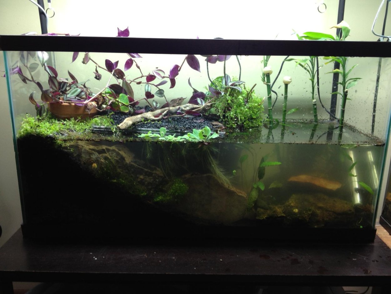 Спатифиллум фитофильтр