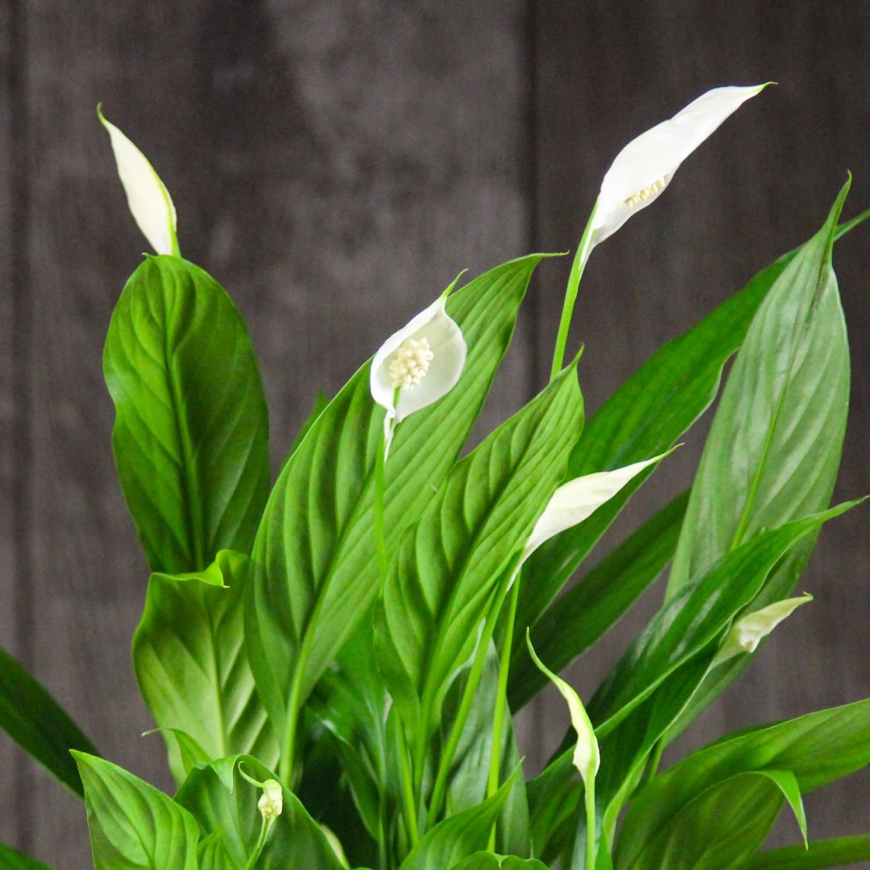 Спатифиллум на гидропонике