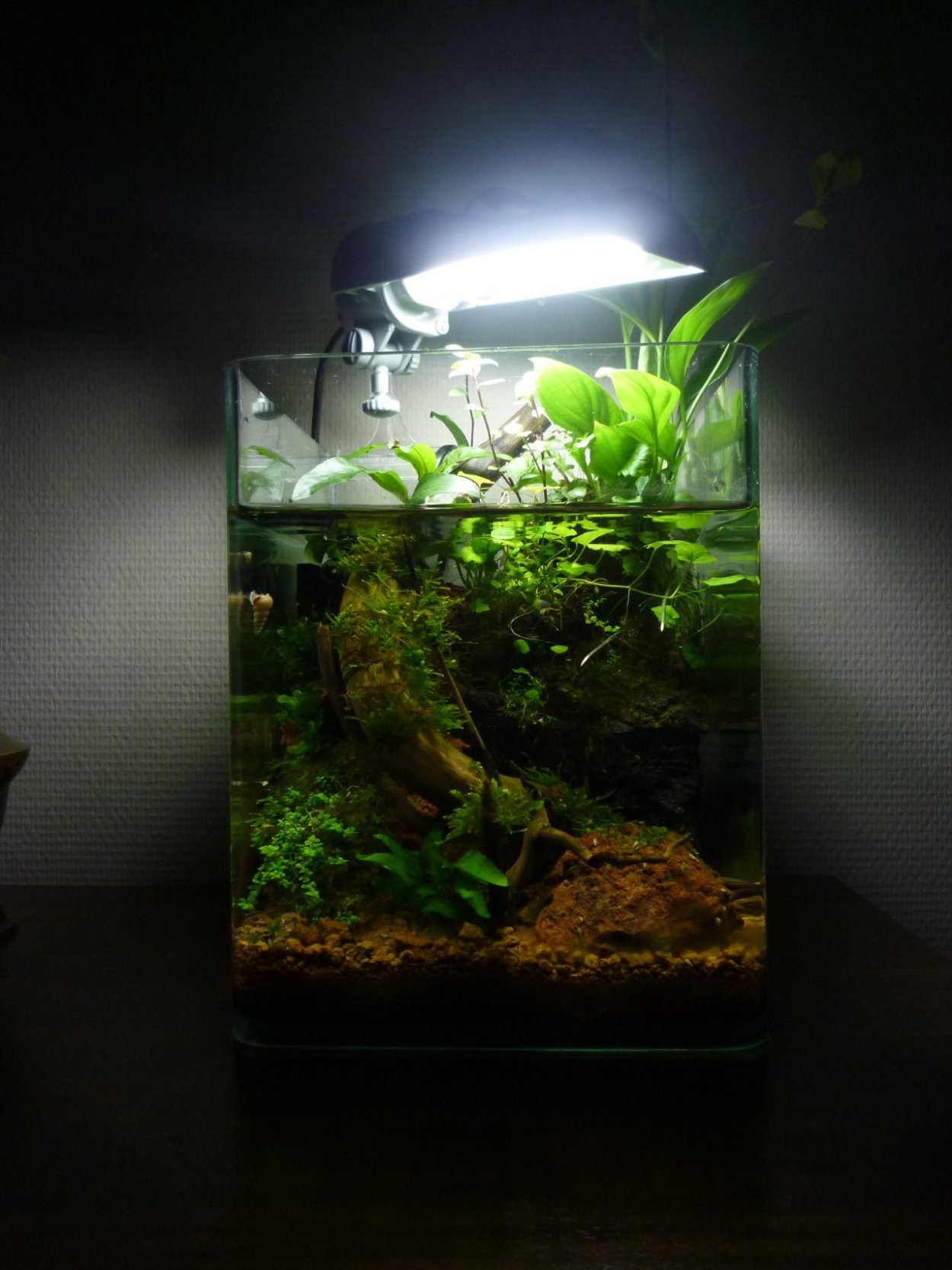 Водоросль спатифиллум