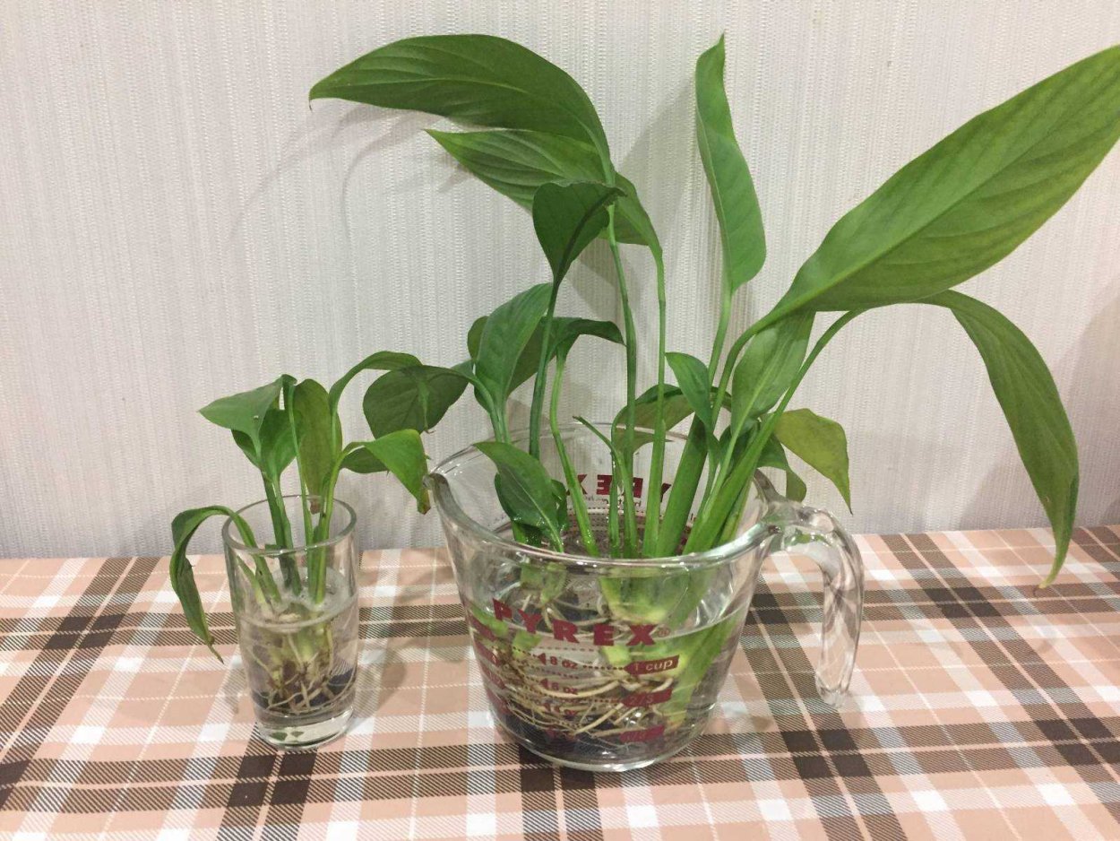 Травник аквариум акваскейп