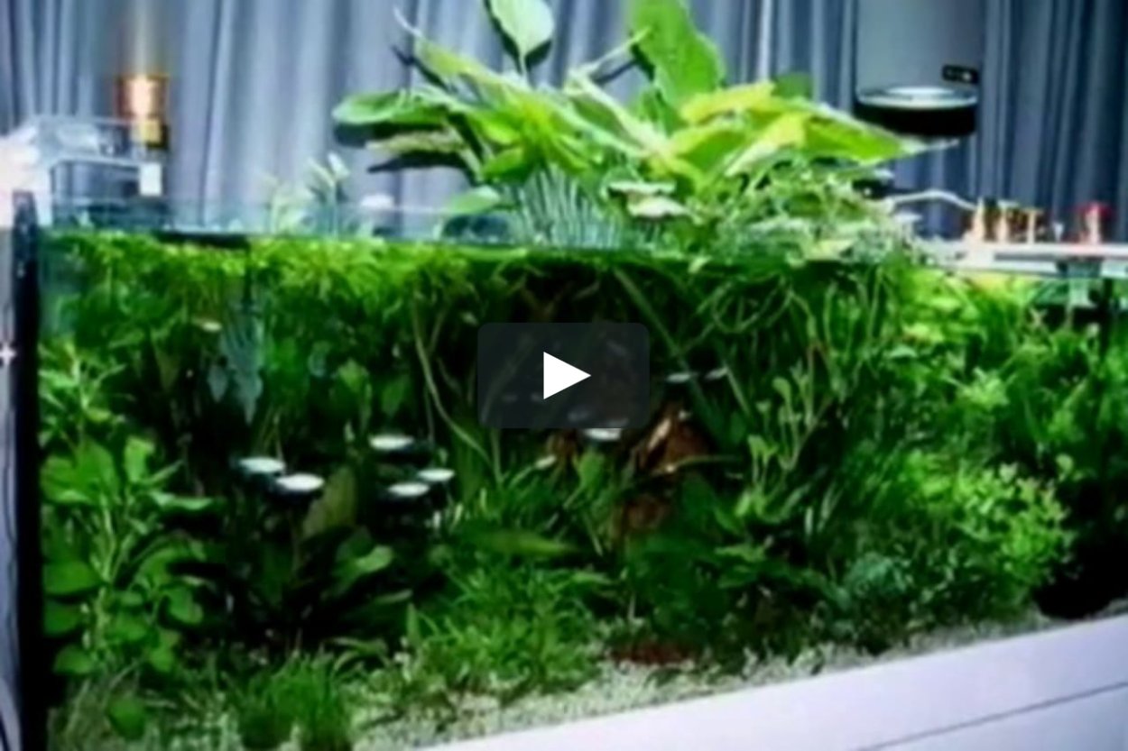 Растения в палюдариум