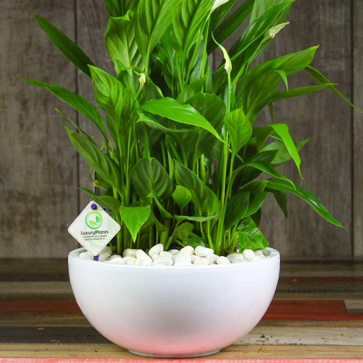 Otto фитофильтр