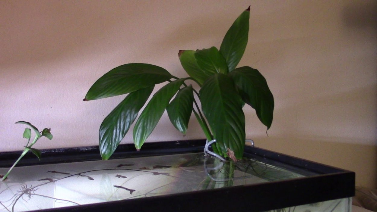 Палюдариум с аксолотлем