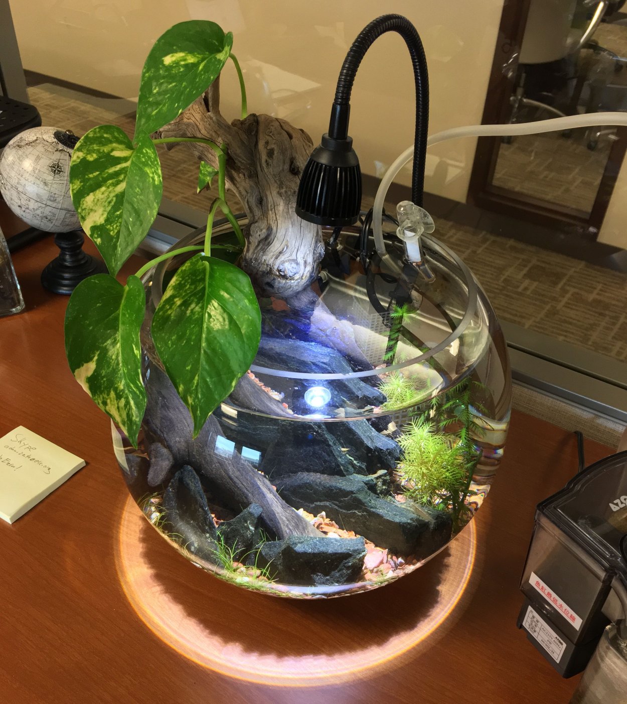 Растения в палюдариум