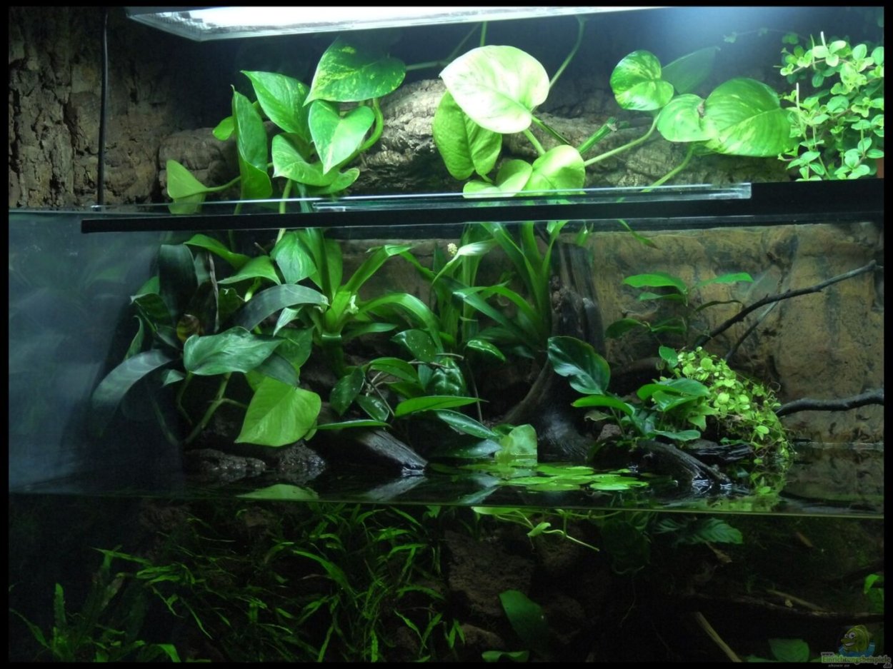 Спатифиллум Жасмин