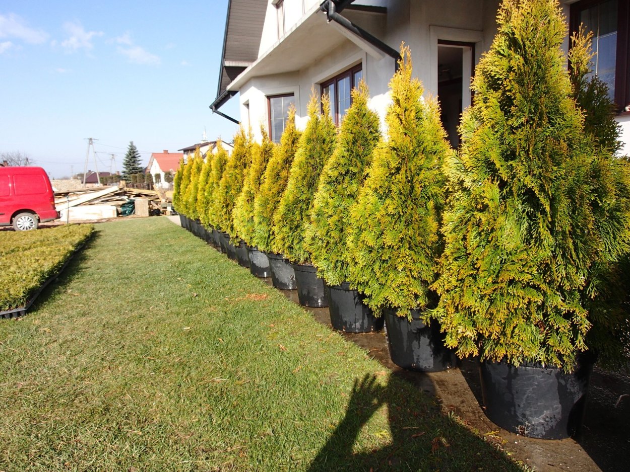 Туя Голден Брабант