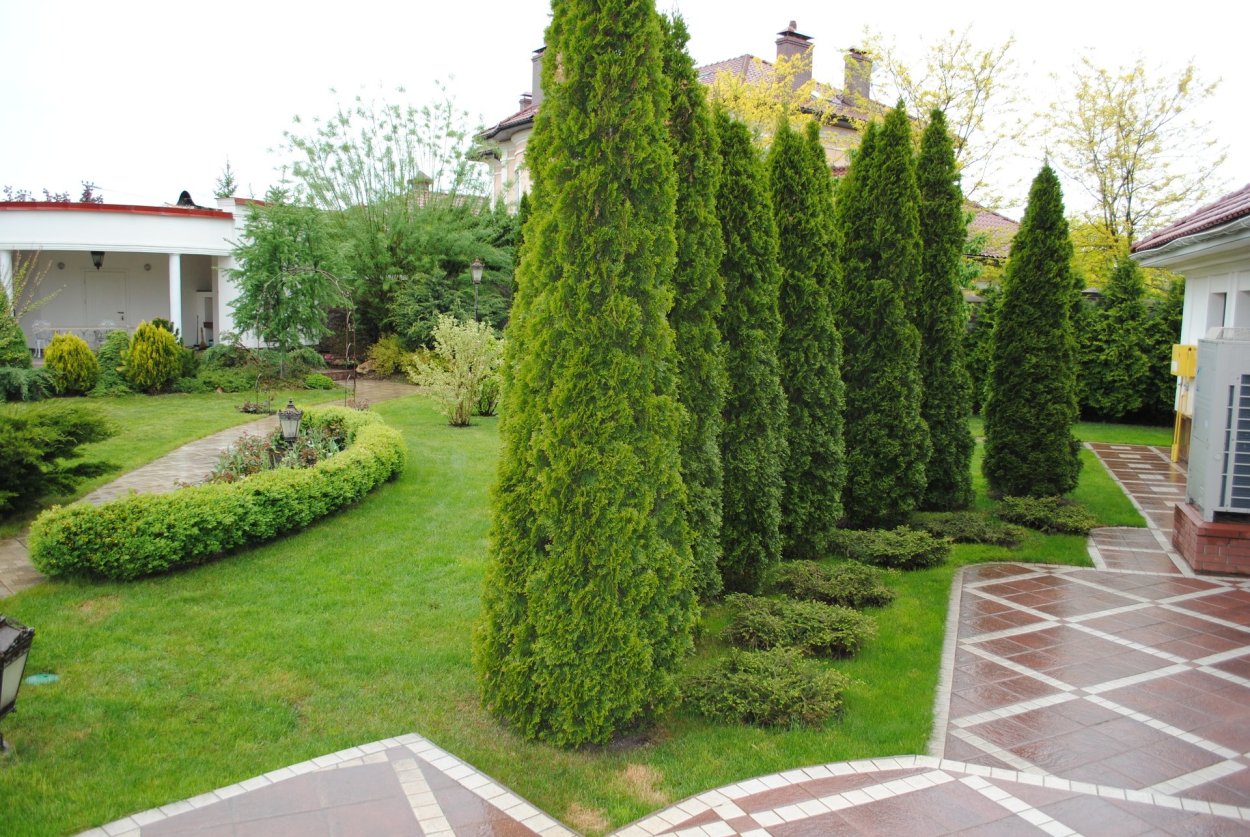 Туя Западная Brobecks Tower