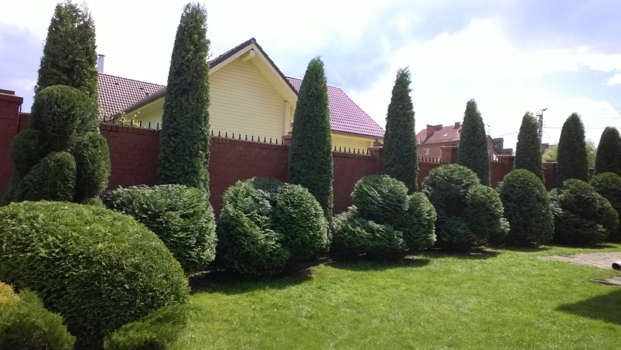 Туя Брабант и гортензия