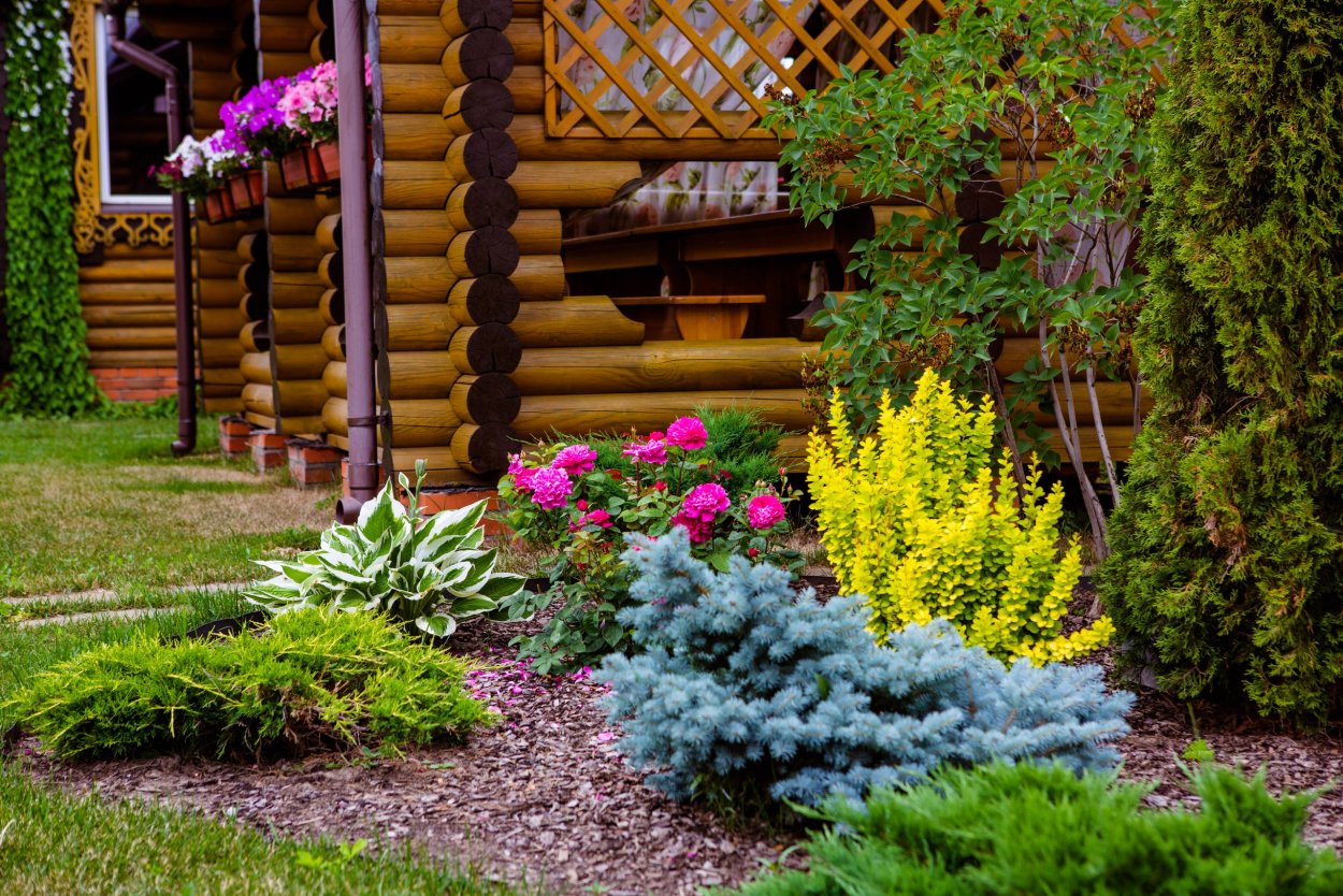 Туя Смарагд около беседки