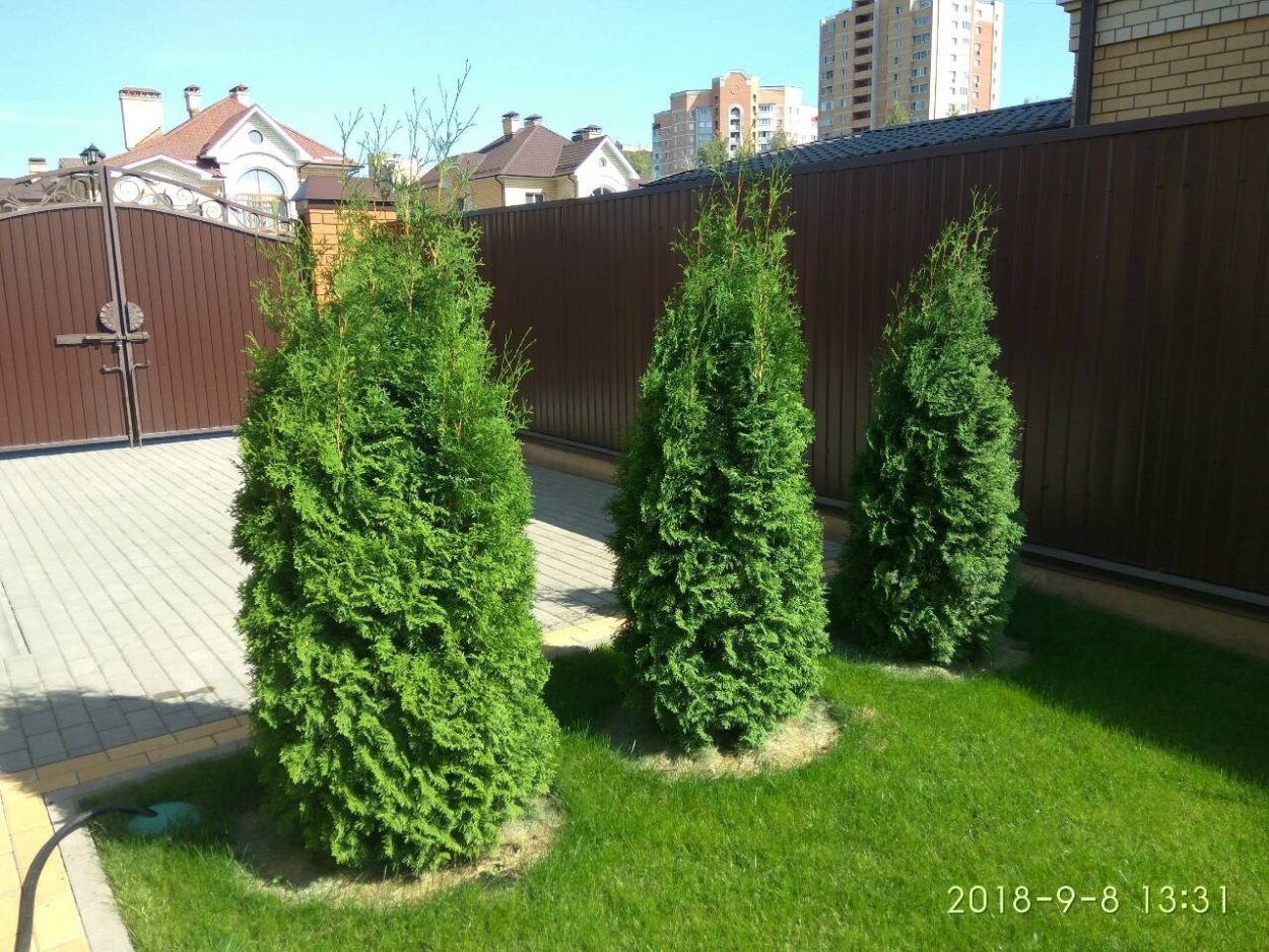 Туя Колумна Смарагд