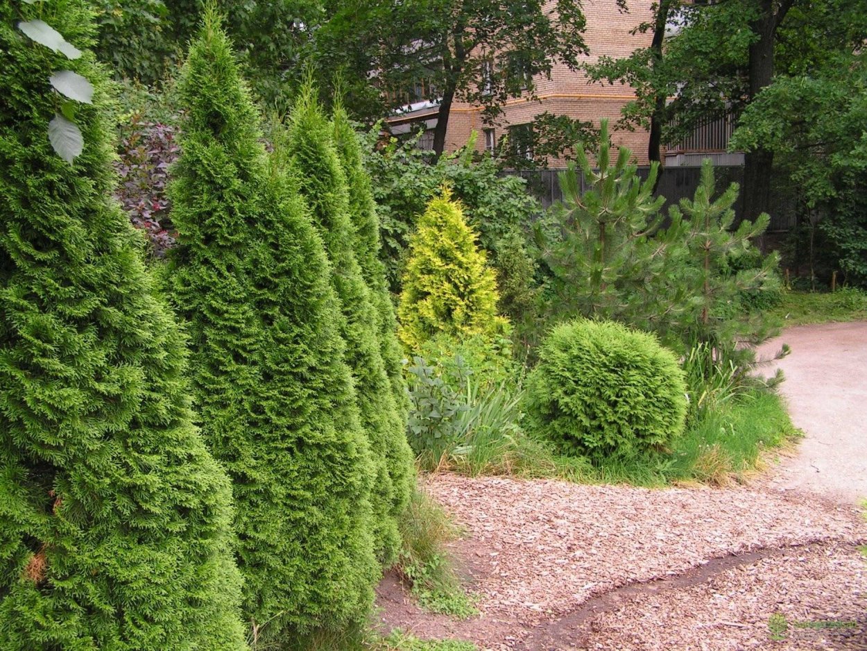 Туя Смарагд Живая изгородь