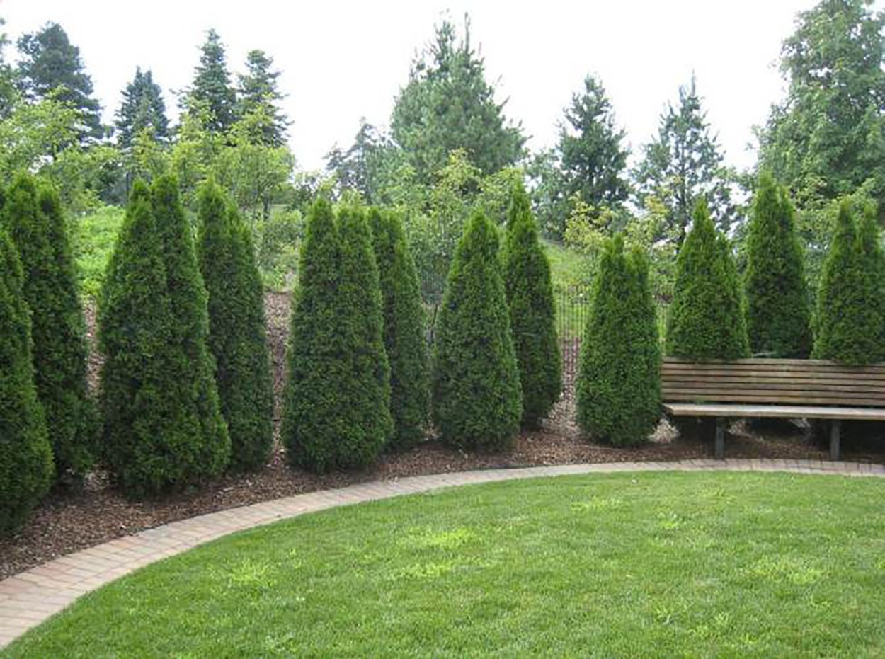 Туя Брабант изгородь