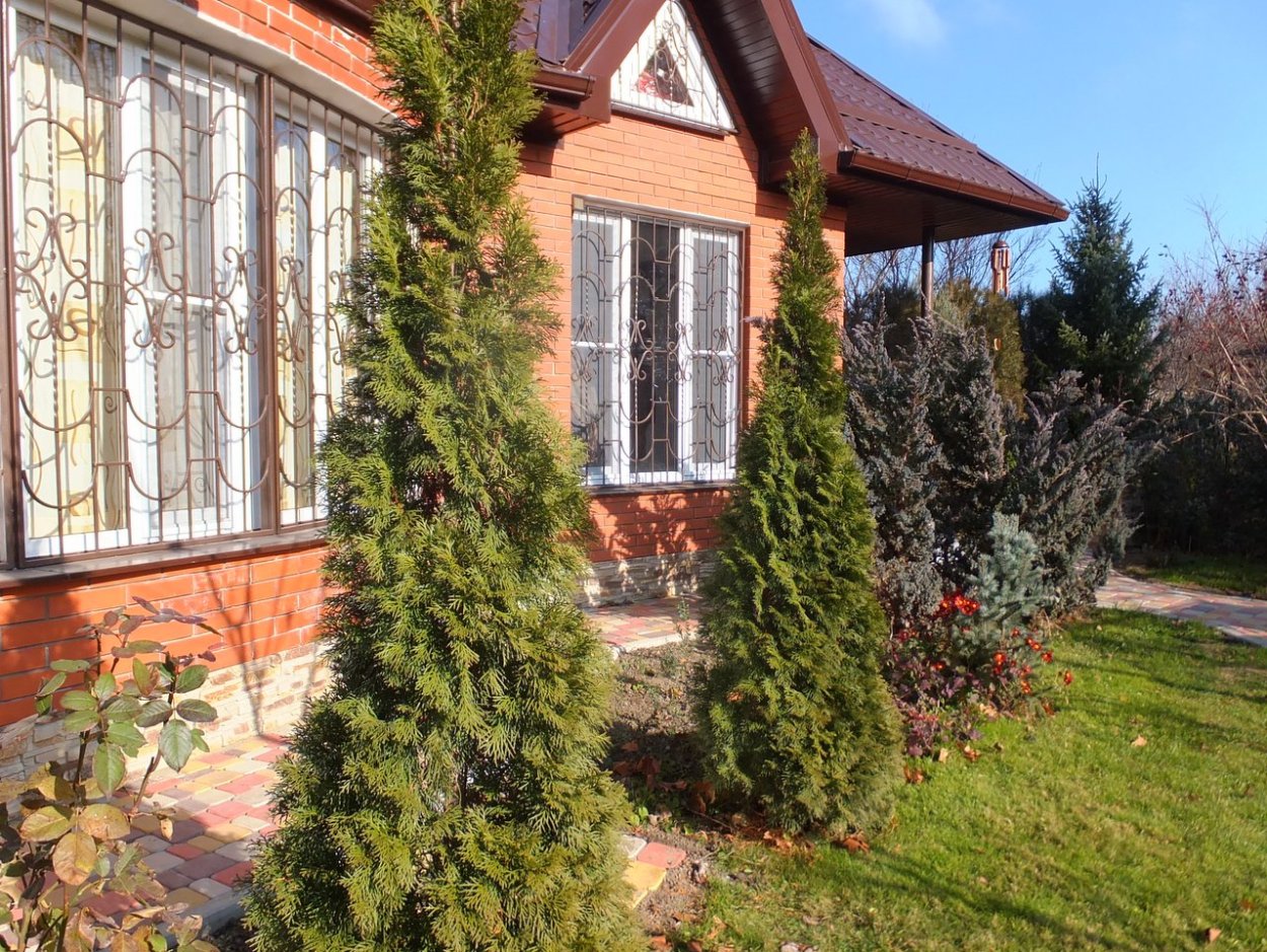 Туя Смарагд зимой