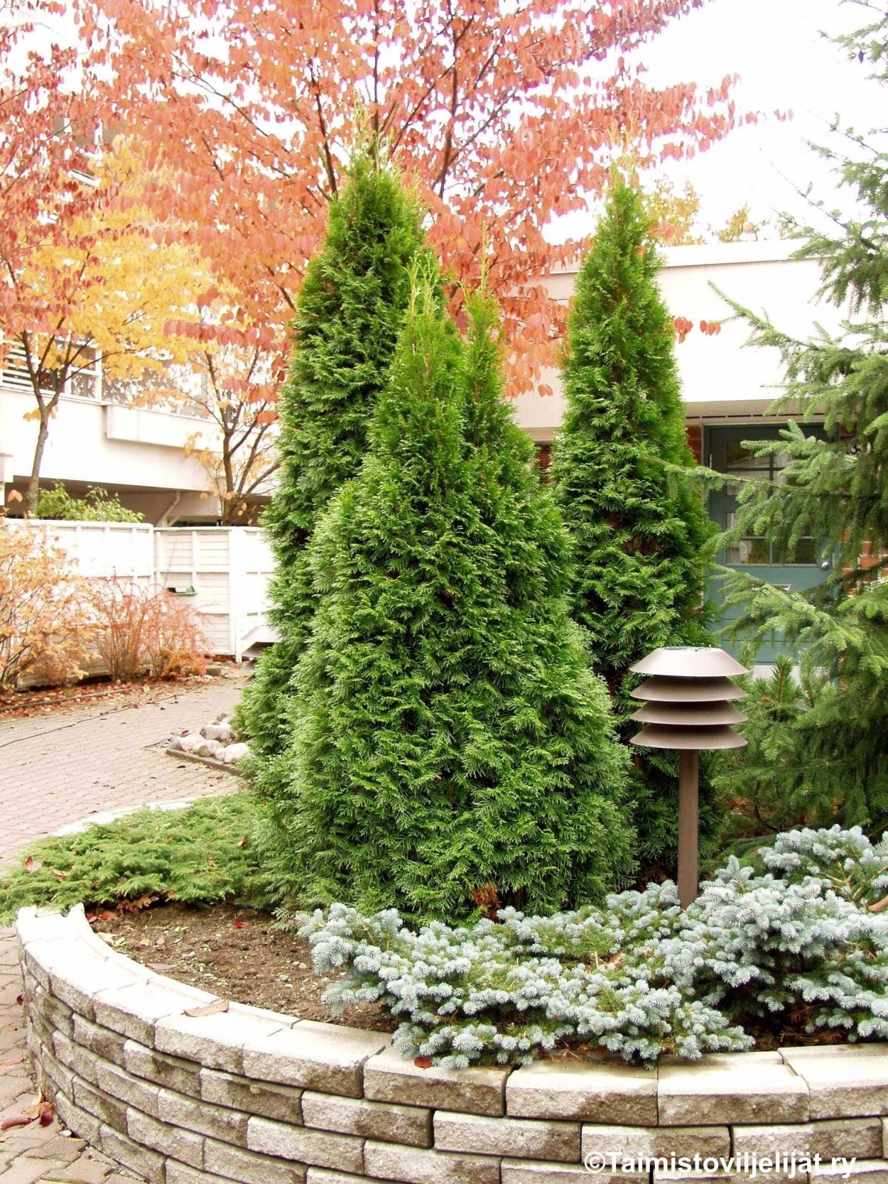 Туя Западная Bodmeri