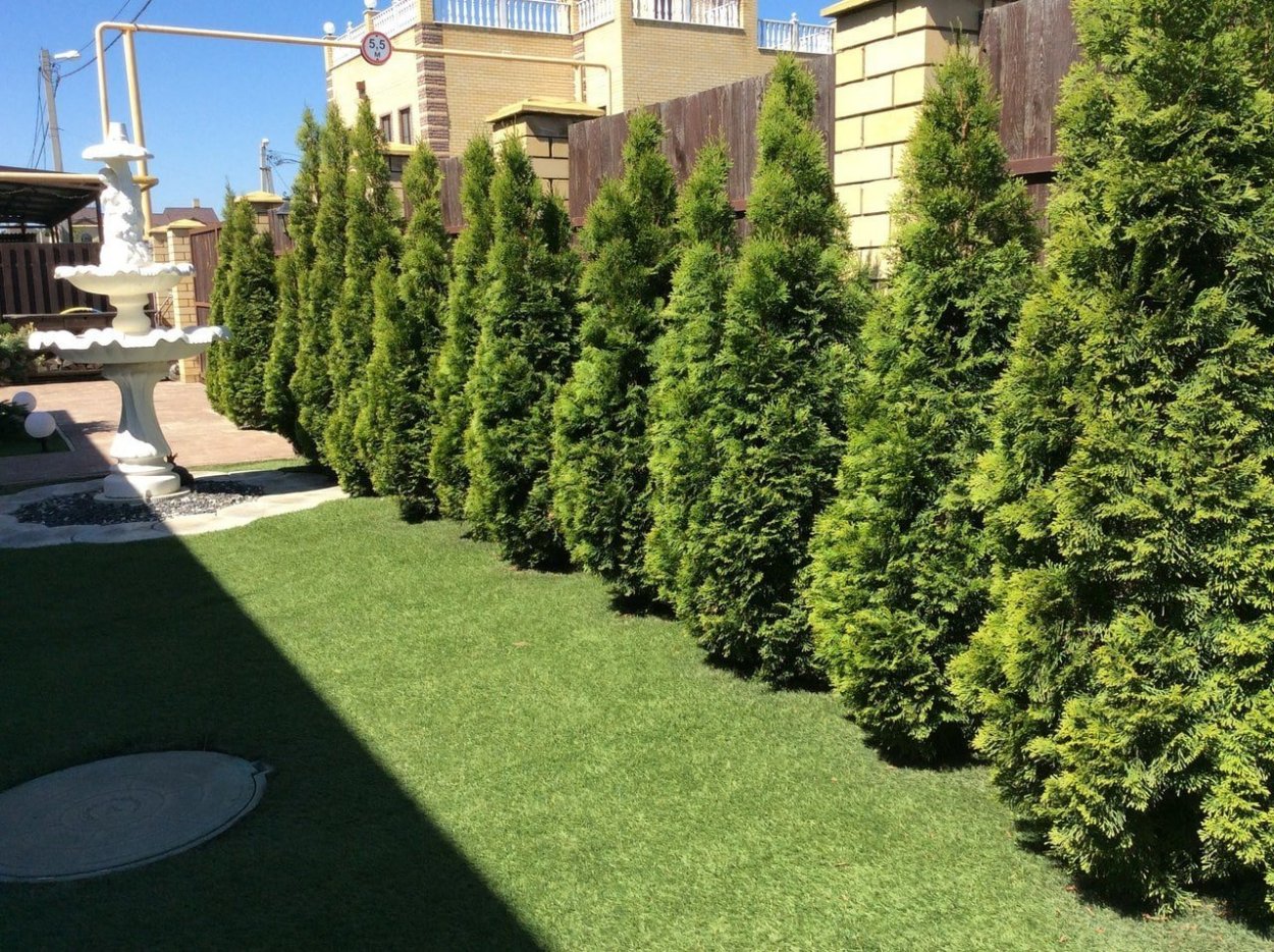 Туя Западная Смарагд