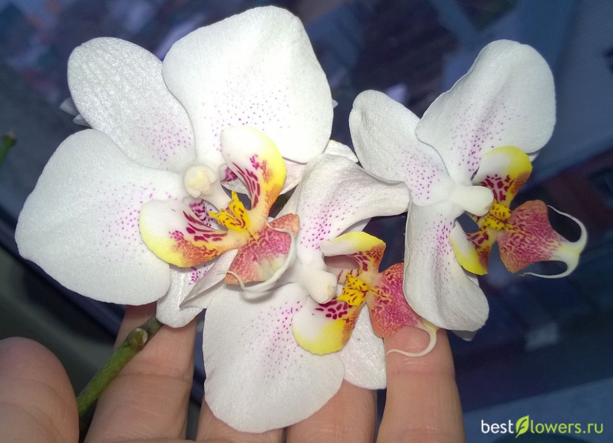 Фаленопсис Орхидея астрал